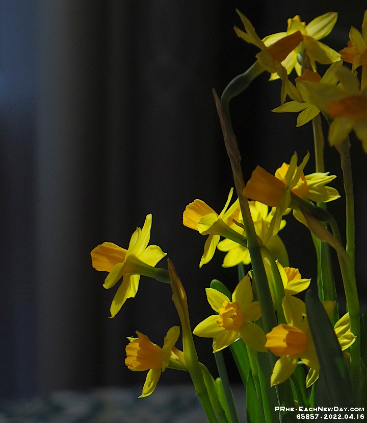 65857CrLeReUsm - The Daffodils given to use by our back kitty-corner neighbour